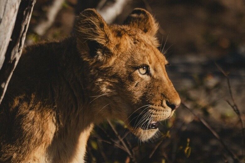 第一次去非洲就遇到獅子！南非 Safari 追尋 Big Five，牠離我只隔一扇車門