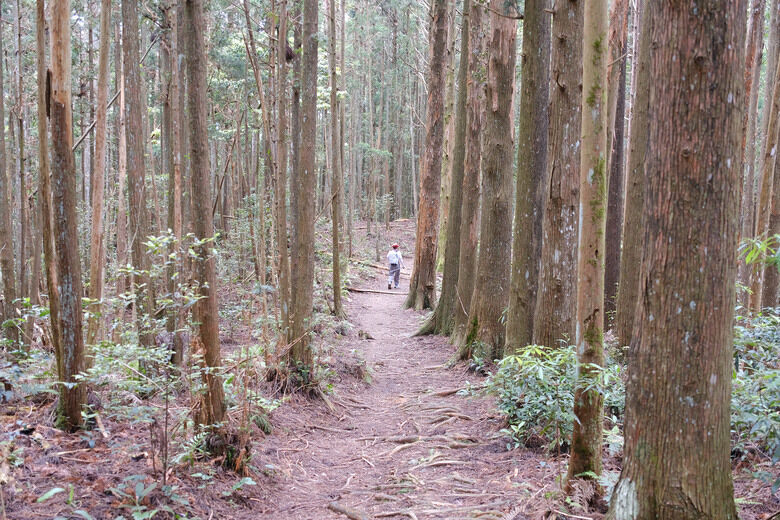 【高島縱走】走進六星級柳杉森林，一日高台山與島田三山