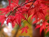 [紅葉]初秋南禪散步
