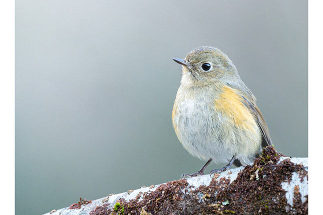 2025重啟攝影：從鏡頭裡的小鳥們找回攝影的快樂